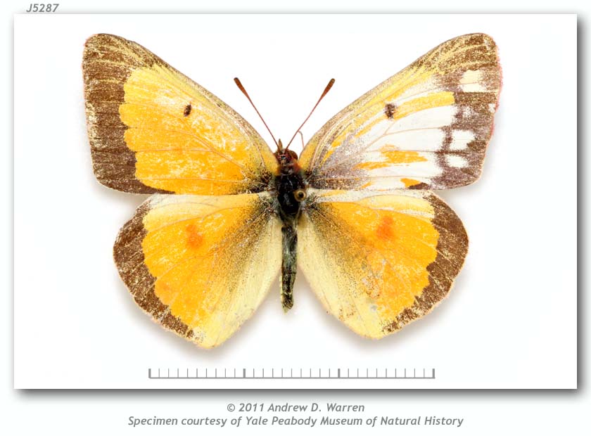 Colias eurytheme (mosaic gynandromorph, Tempe, Maricopa Co., AZ emg. 7-11-1913) (Internet Image property of respective owner, non-commercial use only)